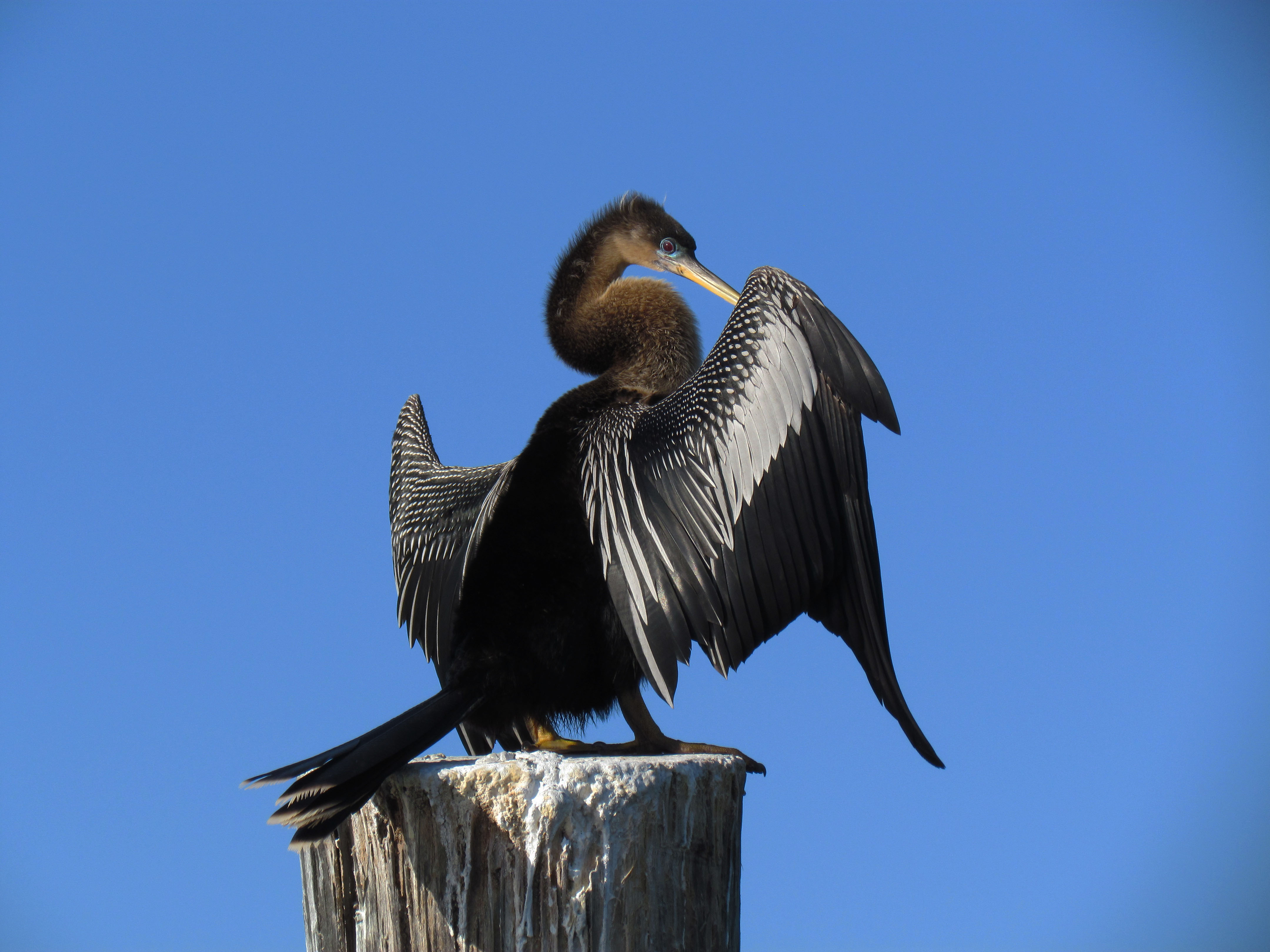 Winged Dolphin Incredible Images